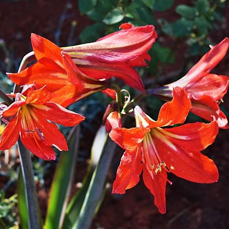 Flower Garden Rhapsody - Modern Family Apartments Near Fazana Luaran gambar