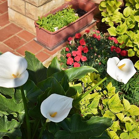 Flower Garden Rhapsody - Modern Family Apartments Near Fazana Luaran gambar