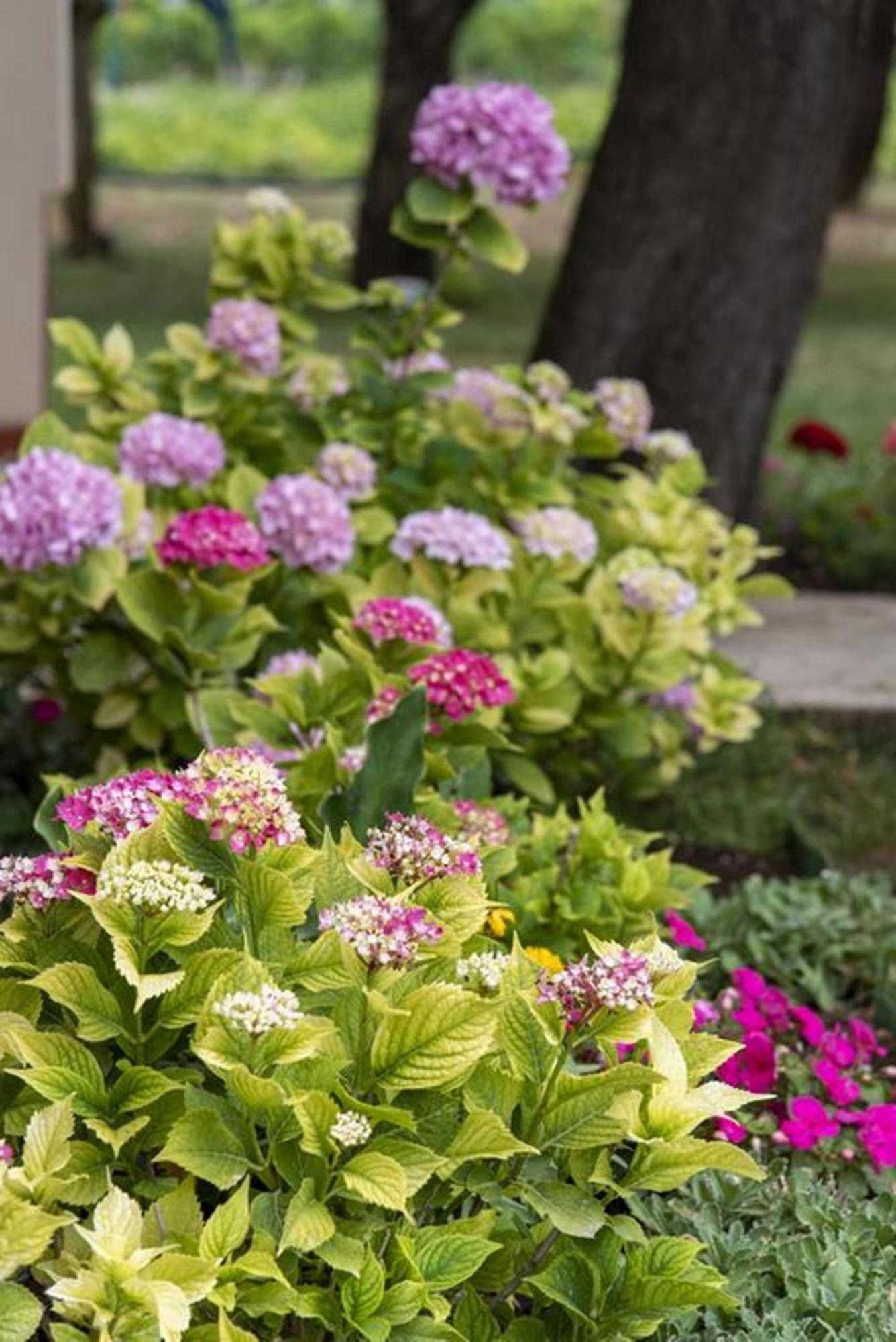 Flower Garden Rhapsody - Modern Family Apartments Near Fazana Luaran gambar